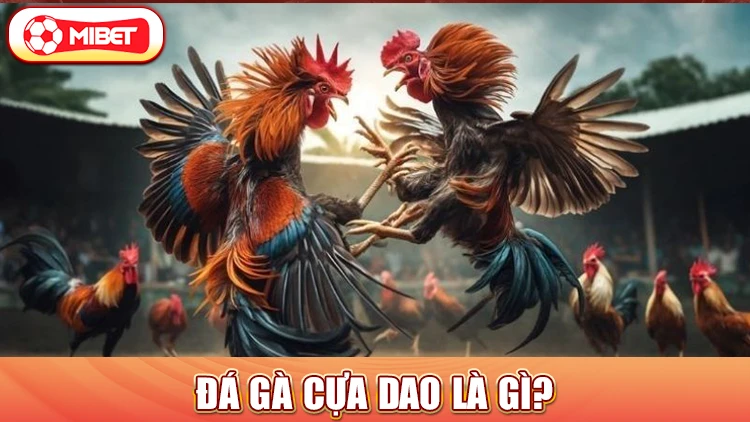 Đá gà cựa dao là gì?