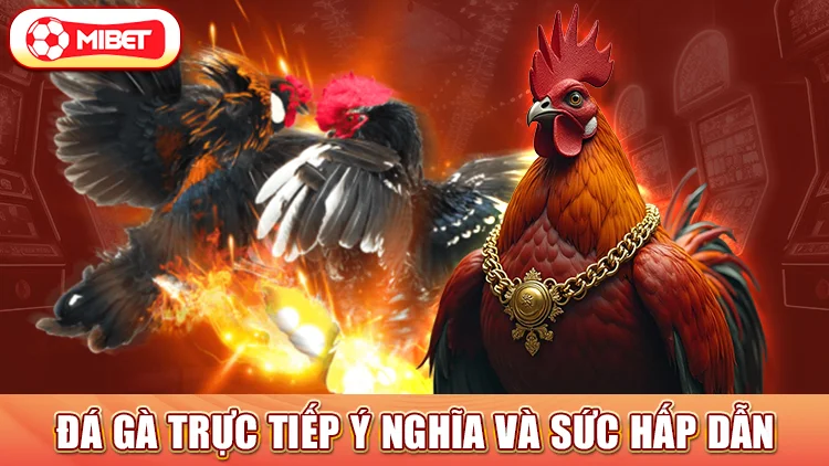 Đá gà trực tiếp Ý nghĩa và sức hấp dẫn 