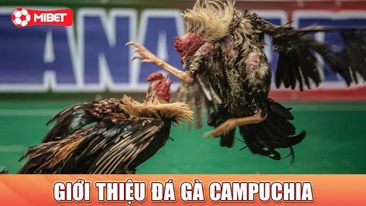 Giới thiệu đá gà campuchia 