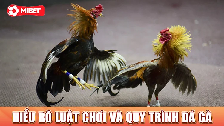 Hiểu rõ luật chơi và quy trình đá gà