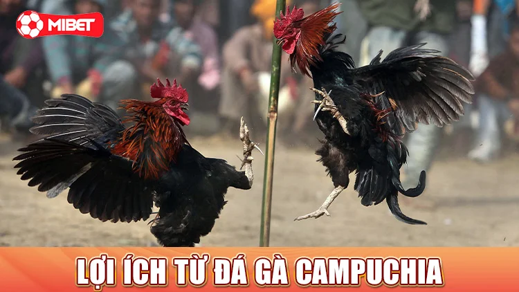 Lợi ích từ đá gà campuchia