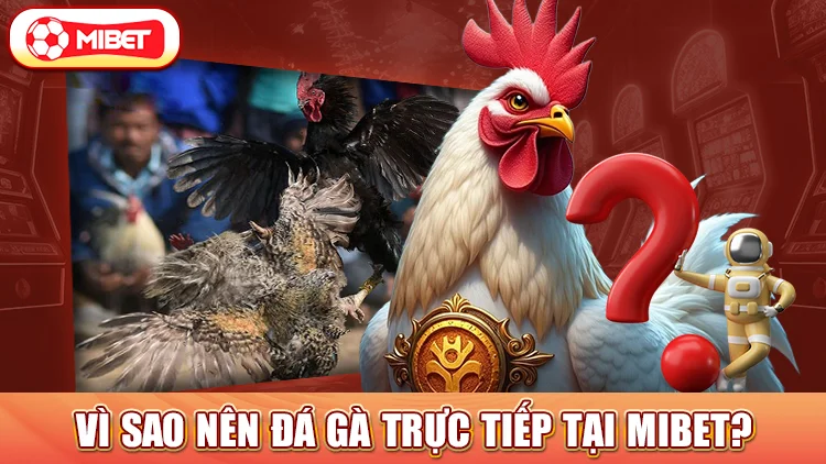 Vì sao nên đá gà trực tiếp tại mibet? 